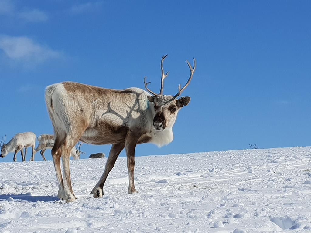 Bilde. En rein på snødekt vidde ser inn i kamera med klarblå himmel i bakgrunnen