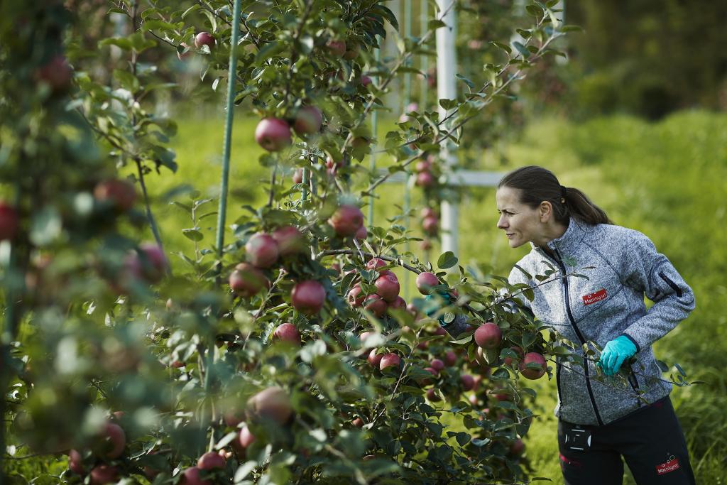 Kvinne fra Mattilsynet i en eplehage