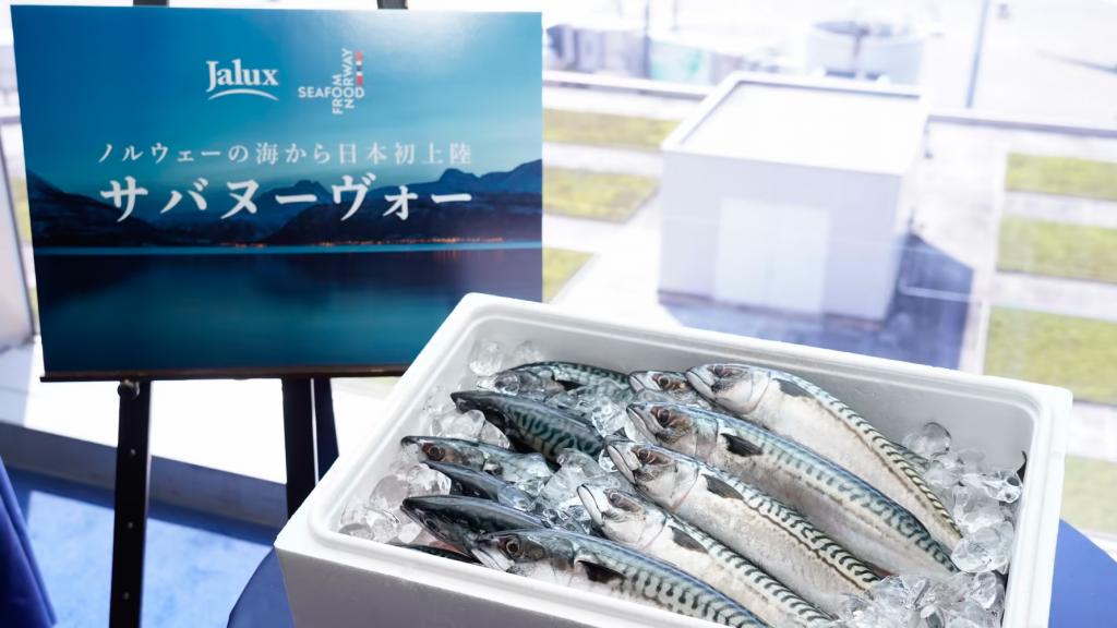 Fersk norsk makrell levert til Japan