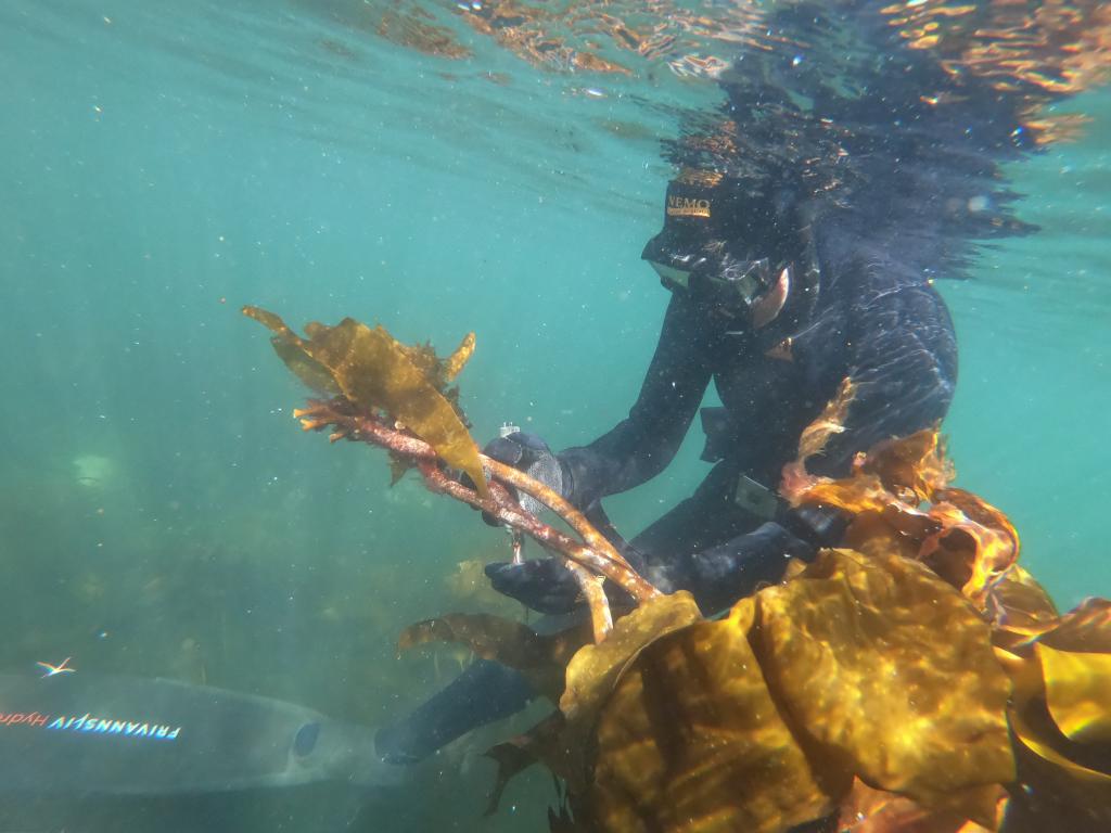 Bildet viser en dykker som registrerer arter på sjøbunnen